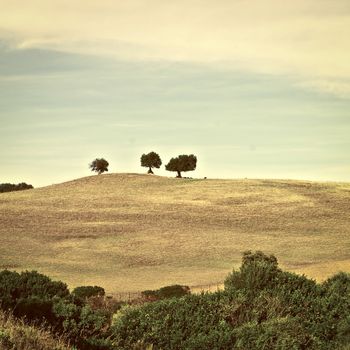 Trees on the Hill in Spain, Vintage Style Toned Picture