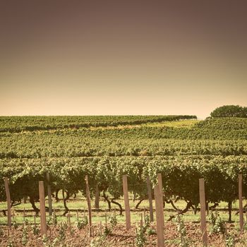 Ripe Grapes in the Autumn in Bordeaux, Vintage Style Toned Picture