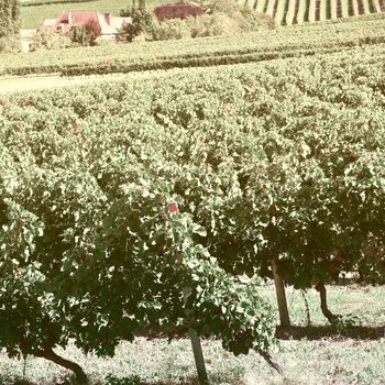 Ripe Black Grapes in the Autumn in Bordeaux, Vintage Style Toned Picture