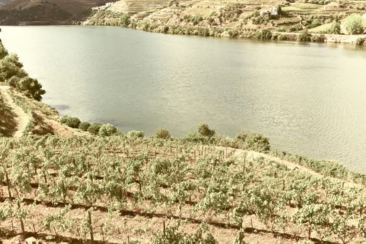 Vineyards in the Valley of the River Douro in Portugal, Vintage Style Toned Picture