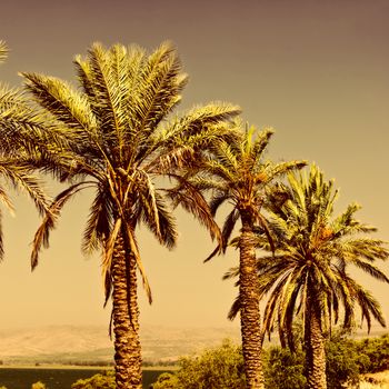 Date Palms on the Shore of the Sea of Galilee in Israel at Sunset, Vintage Style Toned Picture