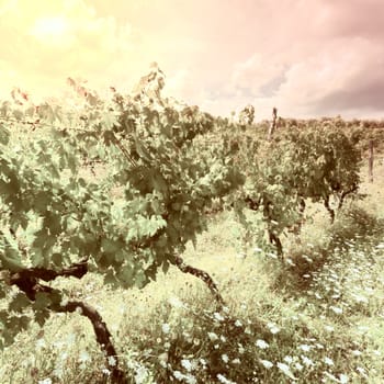 Hill of Tuscany with Vineyard at Sunset, Vintage Style Toned Picture