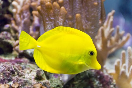 Photo of fish yellow zebrasoma in aquarium