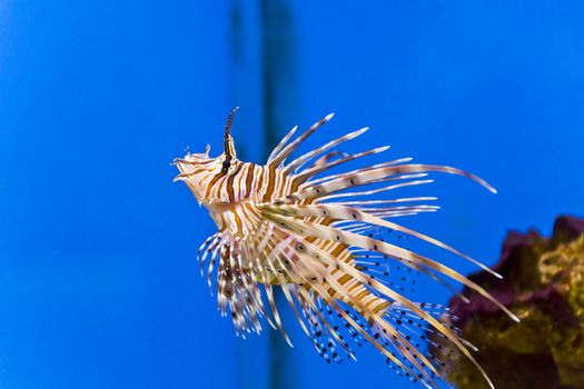 Photo of striped pterois volitans in aquarium