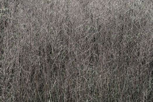 beautiful texture of dry twigs of grass