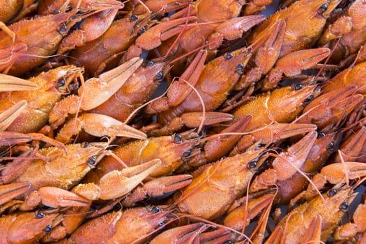 Photo of background with red boiled crawfishes