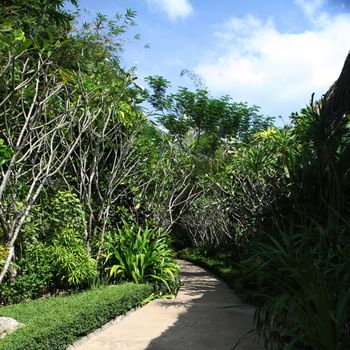 green tropics in sun day of Thailand