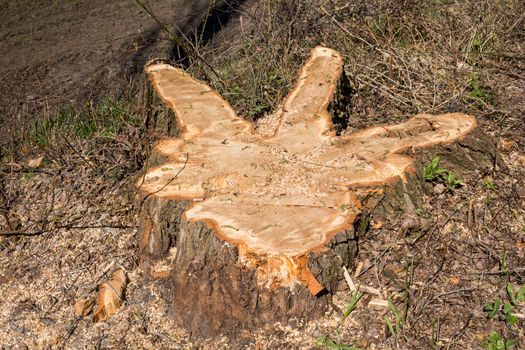 Abstract shape of the three fingers, created by the cut tree in the nature.