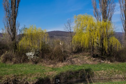 Willow trees with a new spring bright green leaves on the banks of a small river. Karpaty mountains in the background. Blue sky. Sur in Slovakia.