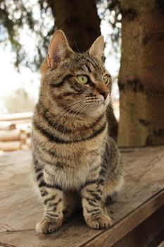 Mudlark yang cat Barsik is sitting on a wooden table near old fir trees, village Nizovskaya, Leningrad region, Russia.