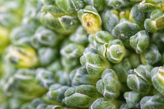 Macro shooting of flowers of cabbage of broccoli