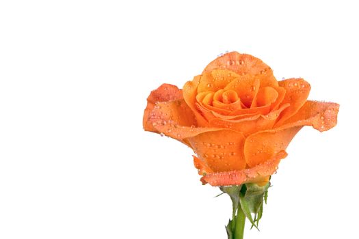 Orange rose isolated over white background