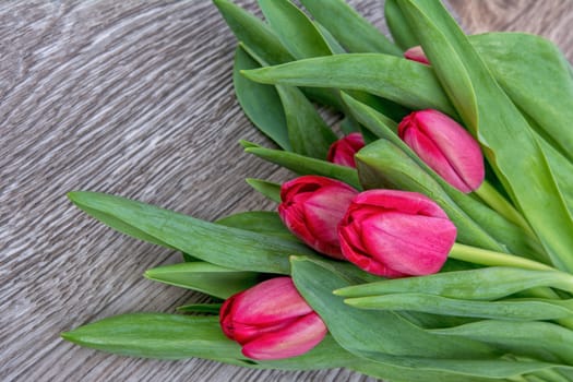 Red tulips on a grey wooden background