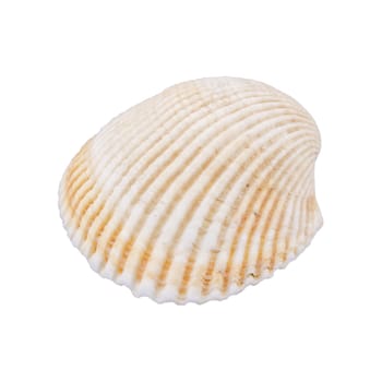 White shell isolated over white background