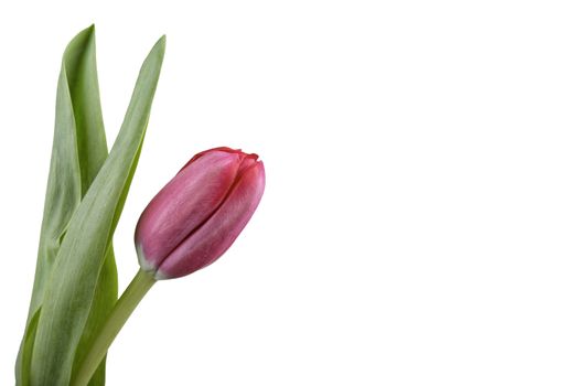 Red tulip isolated over white background