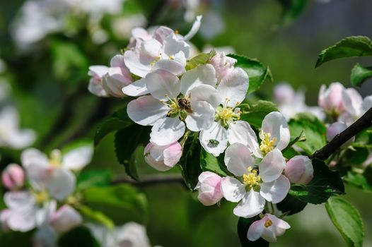 Beautiful blooming apple tree closeup, bee and bug at flowers