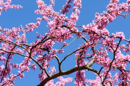 Blossoming cercis siliquastrum in the sky during springtime