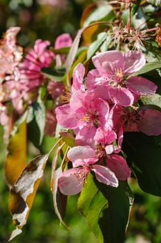 Beautiful blooming paradise apple tree flowers closeup during springtime