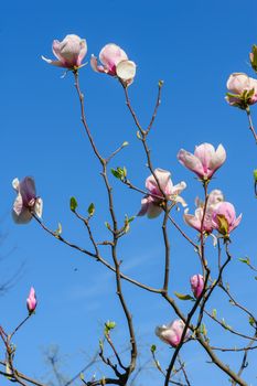 Pink Magnolia or Tulip tree in botanical garden