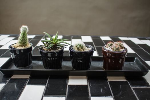 Cactus on black and white table background