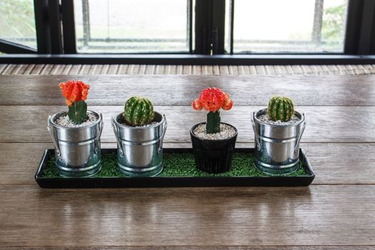 Cactus on wood background