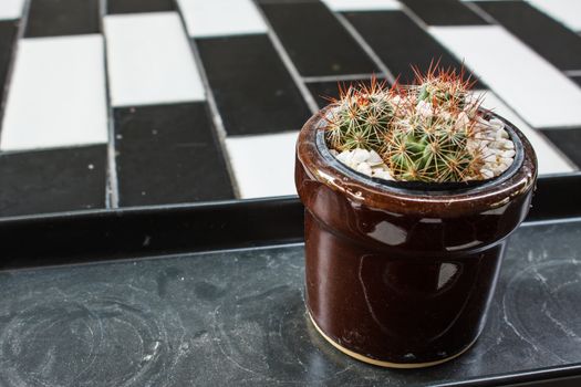 Cactus on black and white table