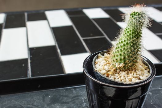 Cactus on flowerpot, selective focus