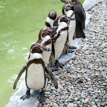 funny penguins in city zoo