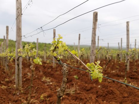 cultivation vineyard in Istria in early spring