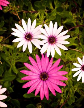 Beauty White and Pink Garden Daisy Flowers on Blurred Flower and Leafs background Outdoors