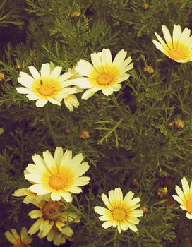Beauty Wild Yellow Daisies with Leafs and Buds closeup Outdoors. Retro Styled