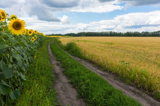 The photo shows a field of sunflowers and the road running along it