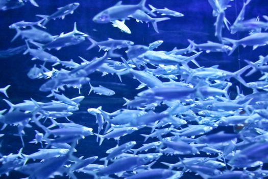 Fishes in an aquarium tank