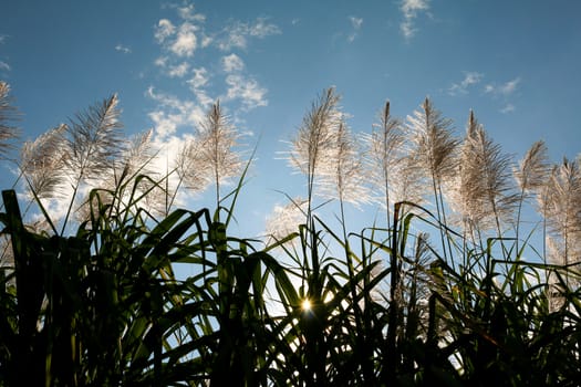 Sugar cane flower Sunrise,Beauty blue sky and clouds in daytime in Thailand