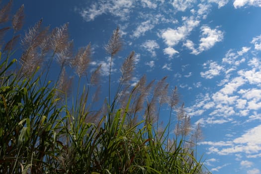 Sugar cane flower Sunrise,Beauty blue sky and clouds in daytime in Thailand