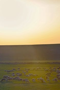 Sunset over field with sheeps