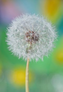 Dandelion close up and dew drops isolated