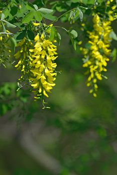 Laburnum anagyroides yellow flowers hanging in the air