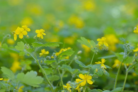 Greater celandine (Chelidonium majus) in spring time