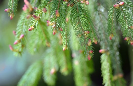 Spruce pine branch with young green cones