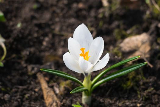 White spring flowers April 2016