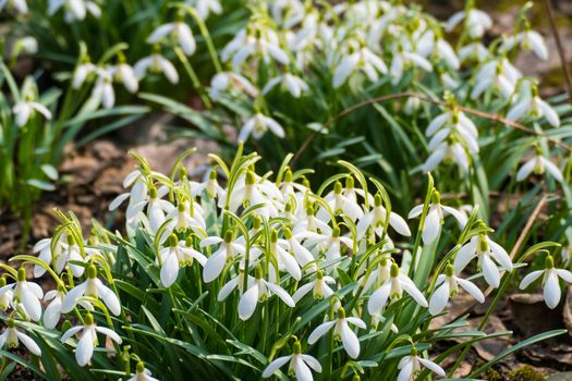 White spring flowers April 2016