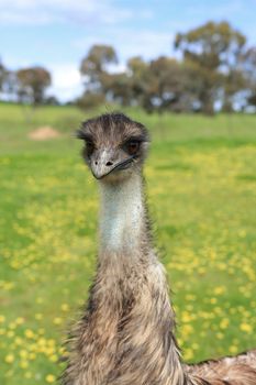 Young emu in Australian bushland in rural Central West NSW.