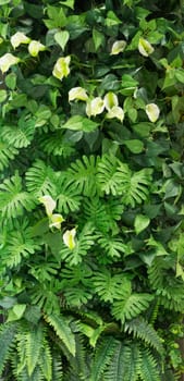 Group of green leaf background  in Vertical rectangle