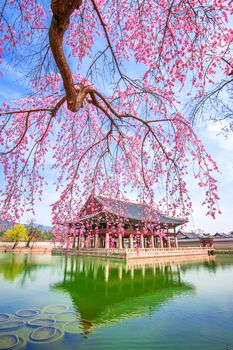 Gyeongbokgung Palace with cherry blossom in spring,South Korea.