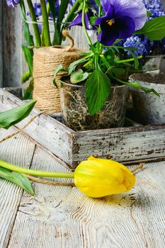 Wooden box with prepared for planting plants and flowers