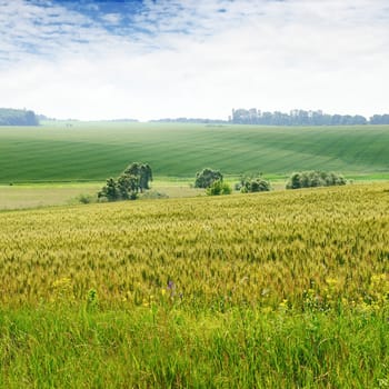 wheat field and blue sky