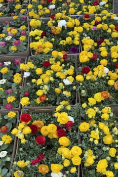 Colorful spring flowers ready for sale the flower market