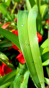 rainwater drops on the green leaf, close-up
