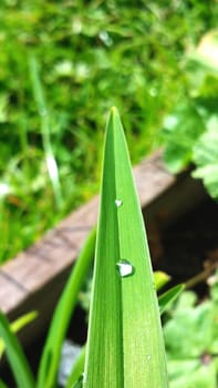 rainwater drop on the green leaf, close-up